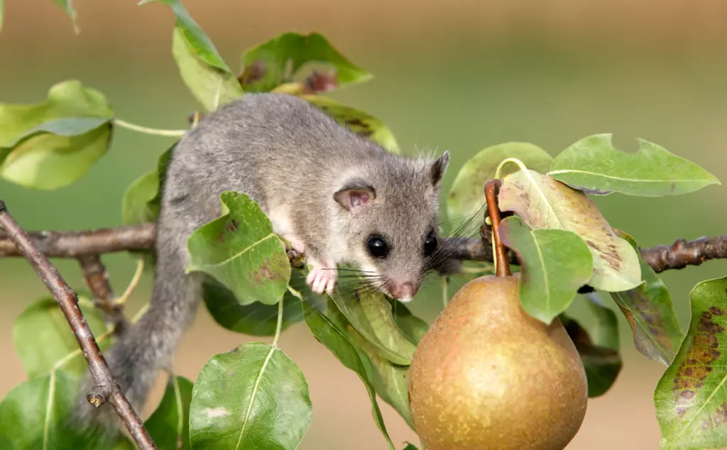 Edible dormouse, an invasive species living in the UK