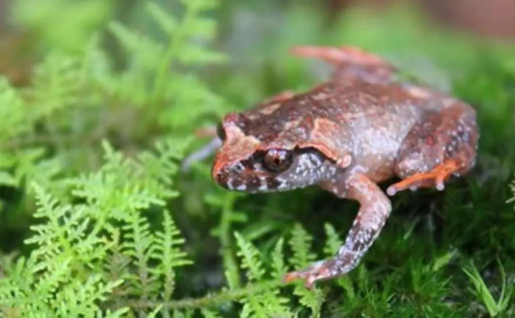 Botsford’s leaf-litter frog