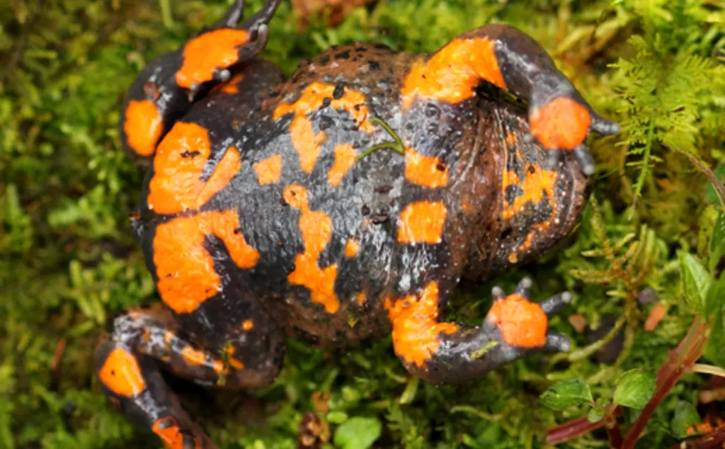 Small webbed firebelly toad upside down