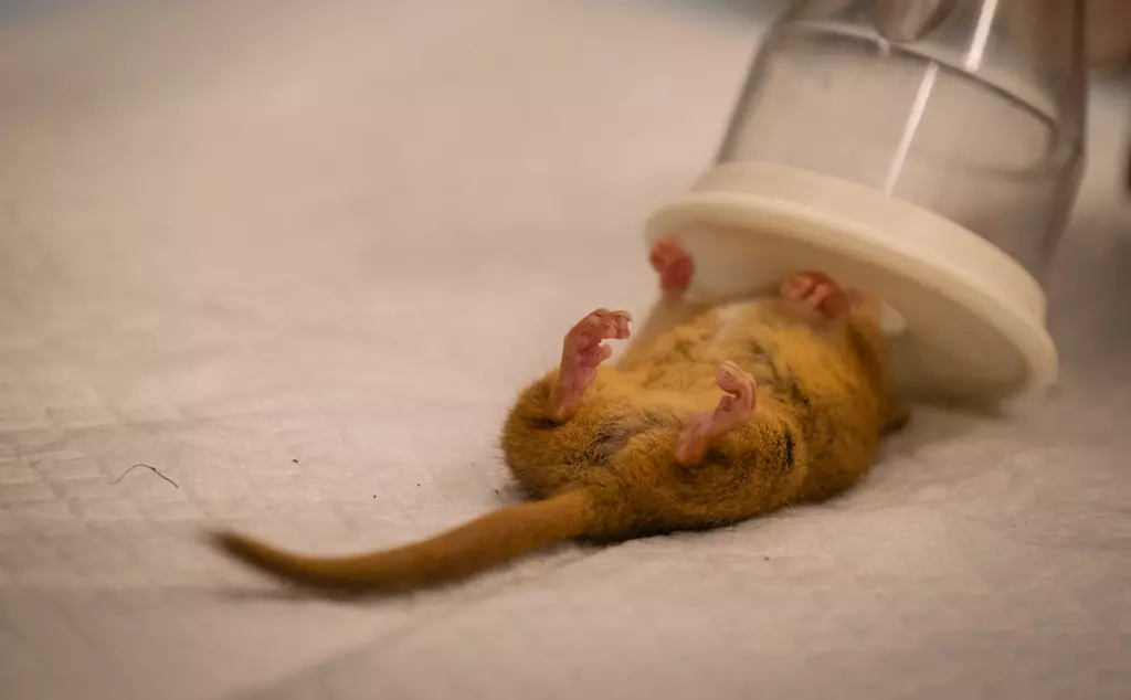 Hazel dormice sleeping anaesthetic 
