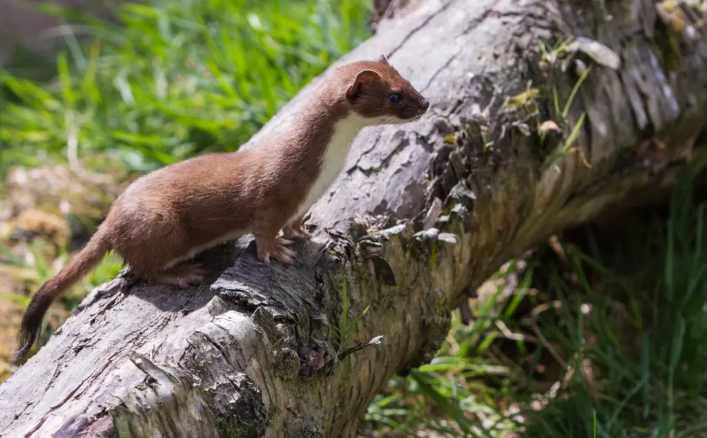 Stoat (Mustela erminea) standing on a log hunting for food, predator of water voles