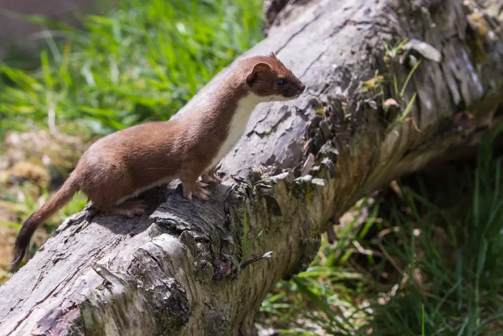 Stoat (Mustela erminea) standing on a log hunting for food, predator of water voles