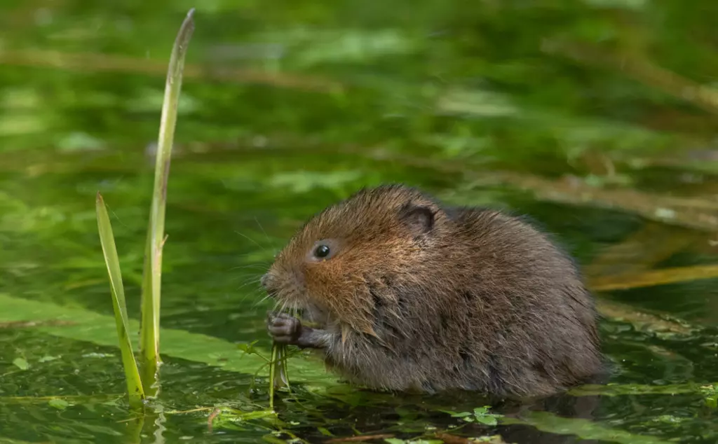 Water vole eating vegetation in a river