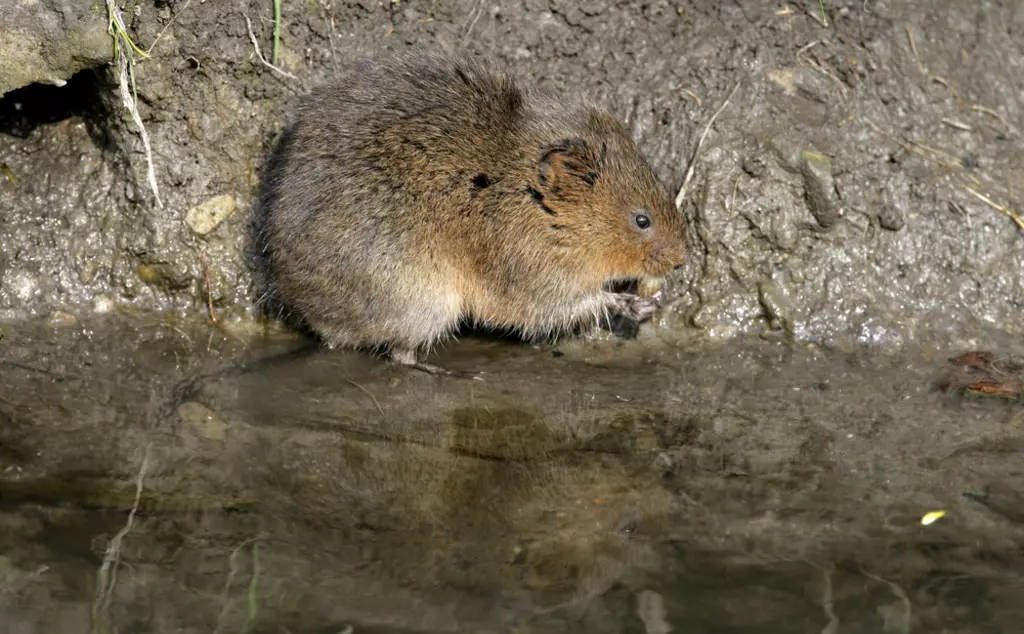 Water vole on a muddy riverbank, small brown guinea pig sized, with rounded ears. 