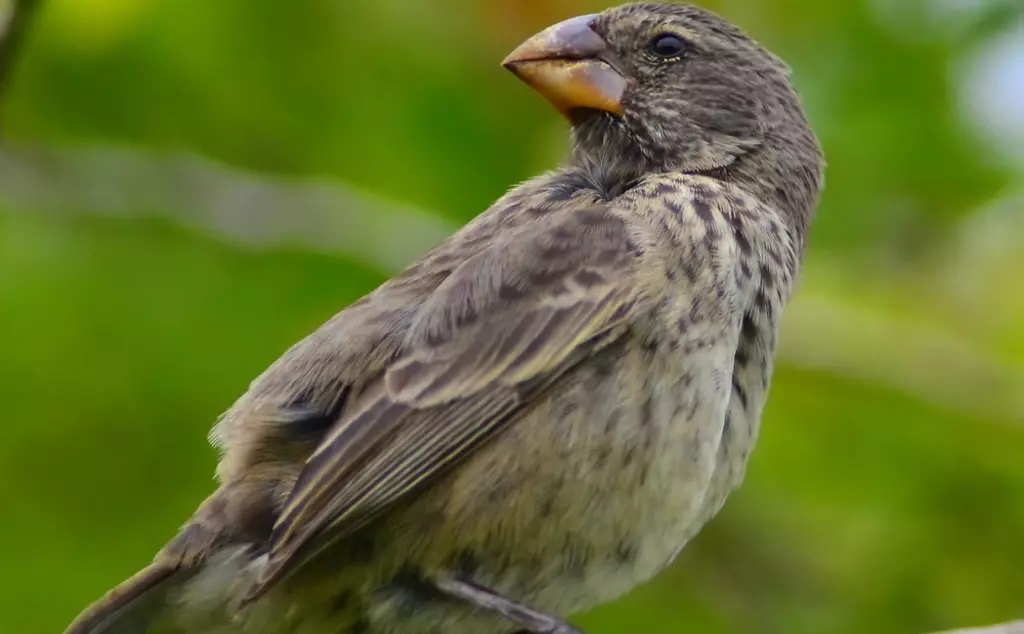 Darwin's Finch, Galapagos Islands, Ecuador