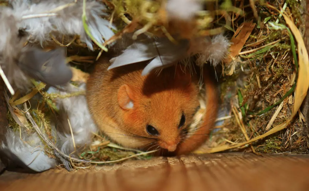 Dormouse in a nestbox