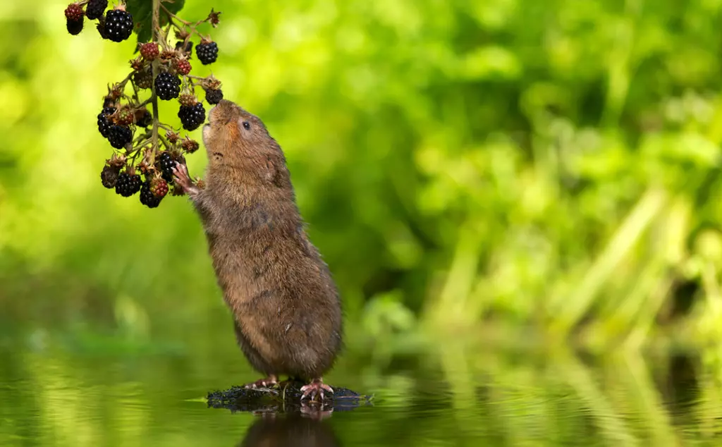 Water vole feeding on blackberries overhanging the water