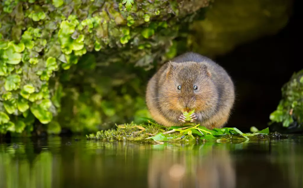 Water vole feeding on vegetation by a river bank