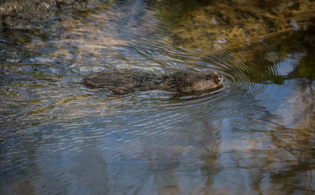 Water vole swimming through a river