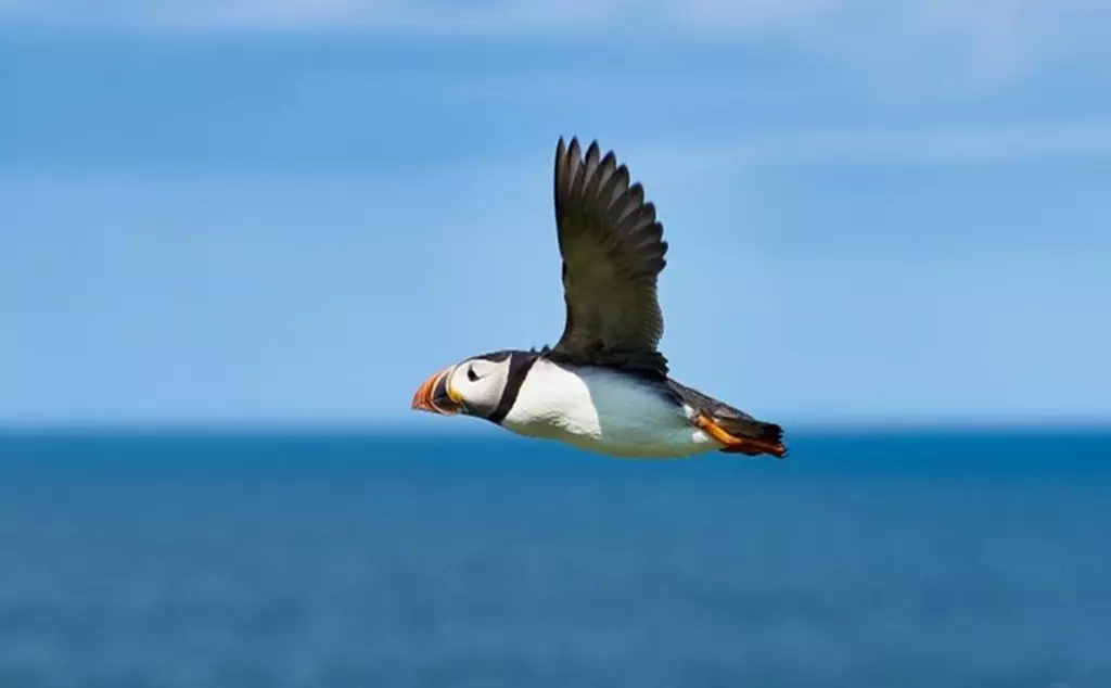 An Atlantic puffin flying above the ocean.