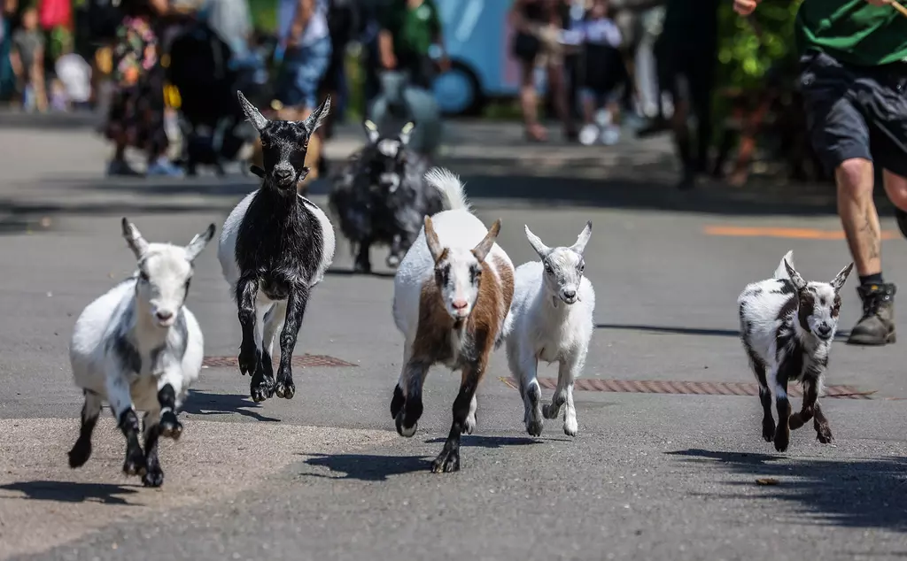 Goats running at London Zoo