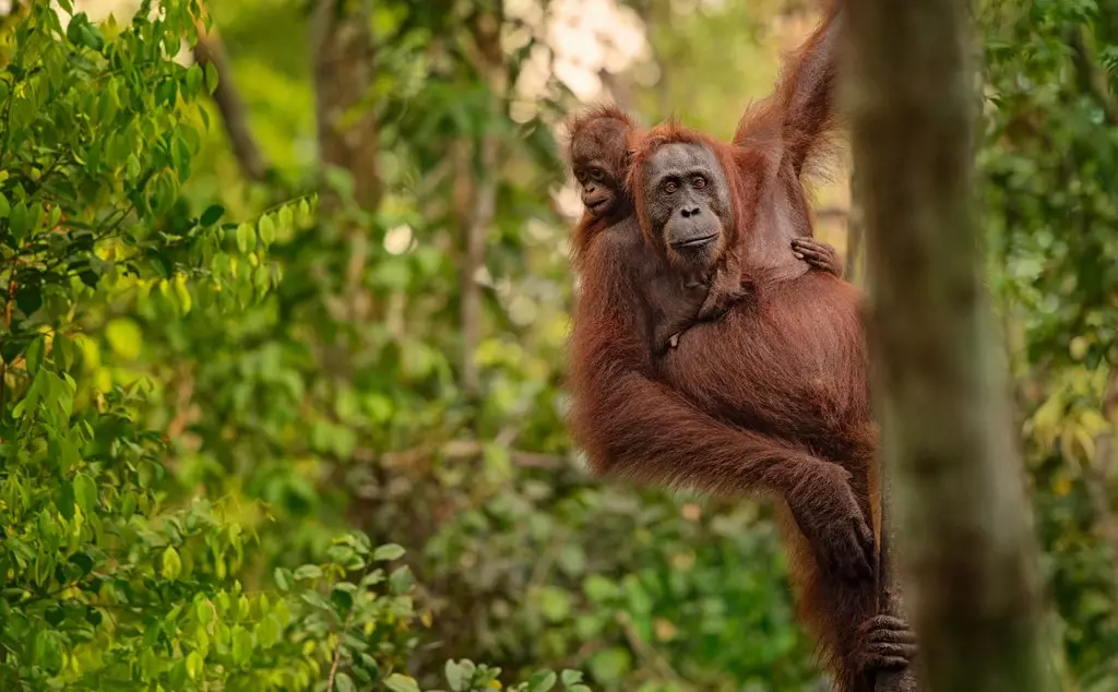 Orangutan and its baby hanging from a tree