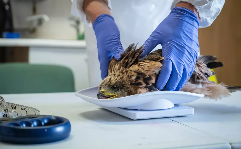 Red kite being weighed as part of health checks