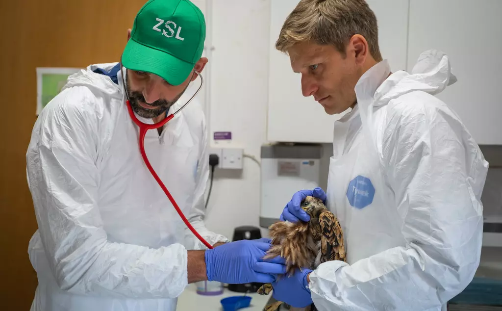 Wildlife vets use stethoscope to monitor heart health of red kite