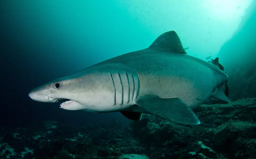 Smalltooth sand tiger shark swimming in water, a shark now found in UK waters