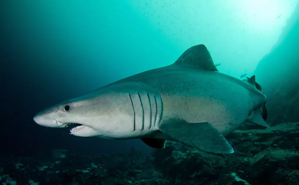 A smalltooth sand tiger shark swims through the water