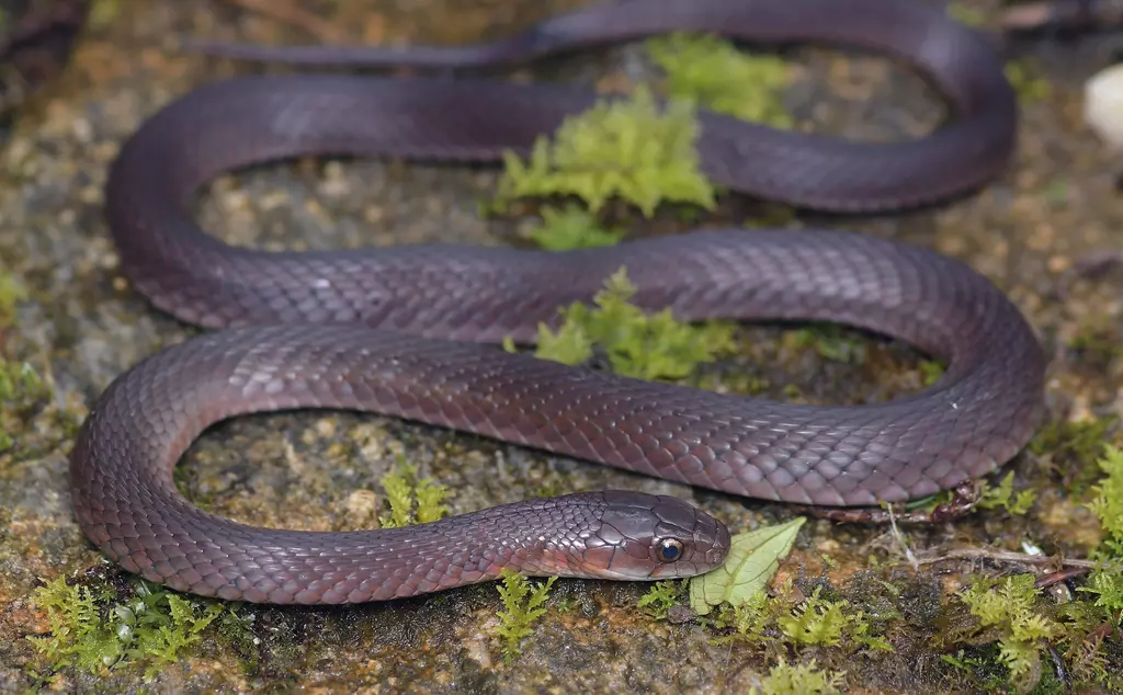 A small brown snake - the H'mong keelback, a new species described from Vietnam -rests on a rock,