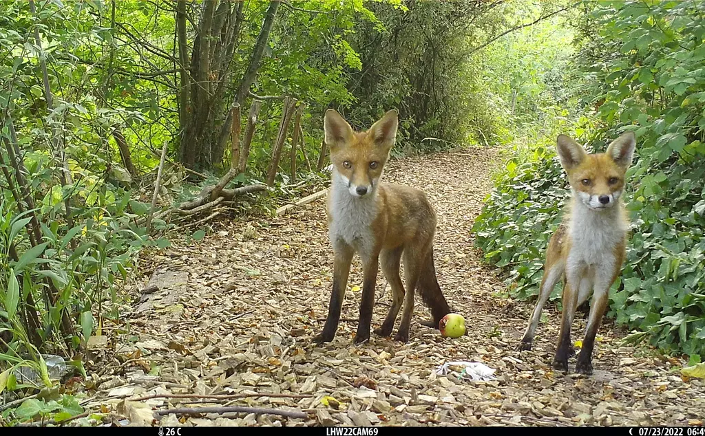 Two fox cubs on a path on a camera trap