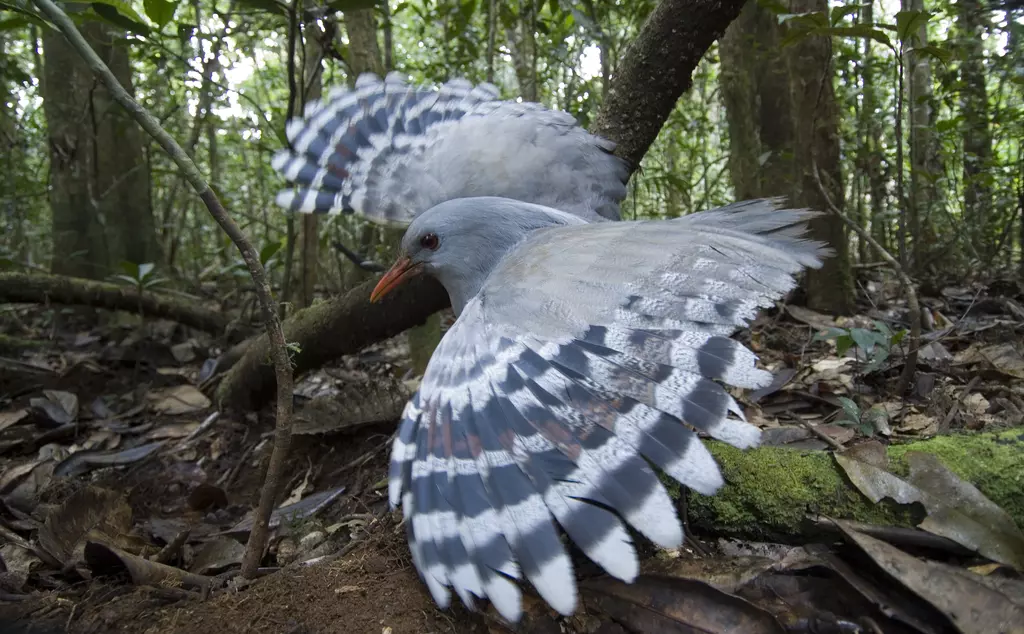 A grey bird with striped black and white wings stands in a forest