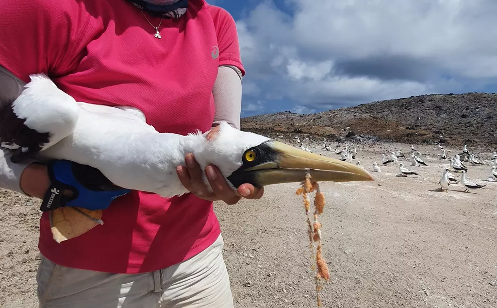 A masked booby with fishing line entangled in beak
