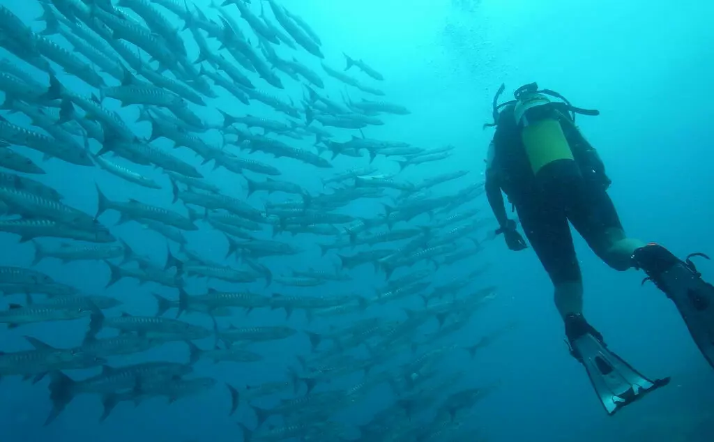 diving swimming next to a shoal of fish