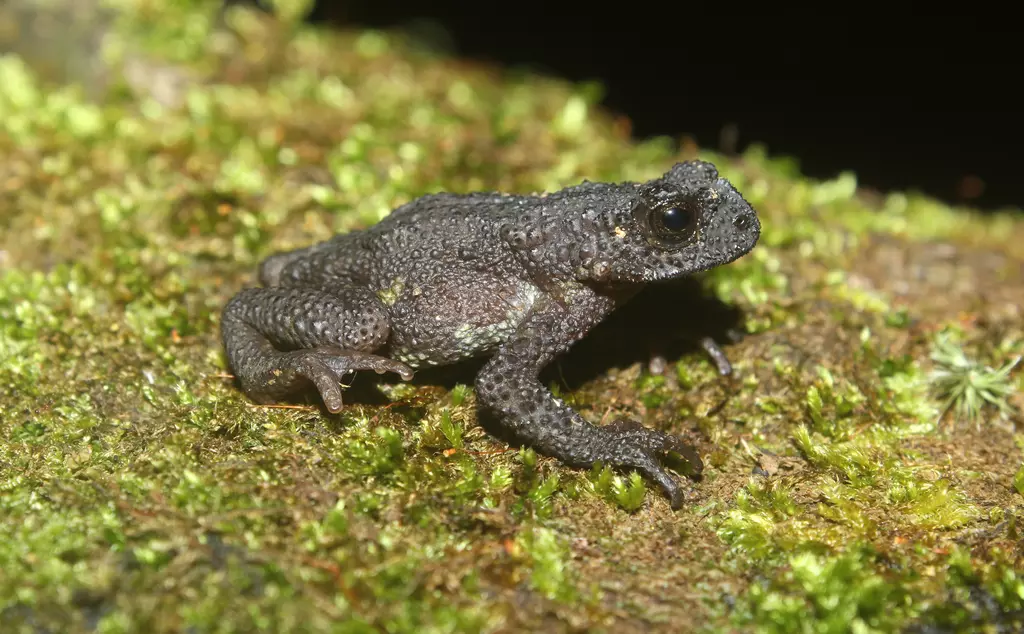 Black frog sits on brown moss