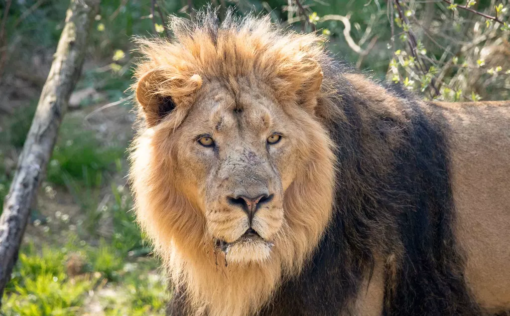 asian male lion 