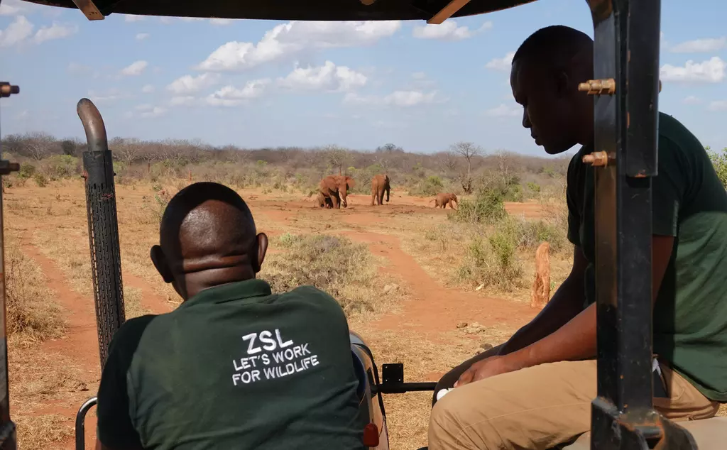 ZSL Kenya conservationists watching elephants