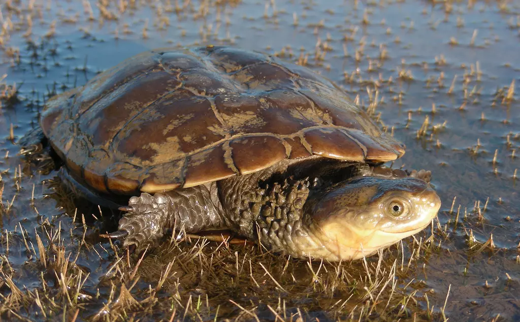Western swamp turtle in a marshy area