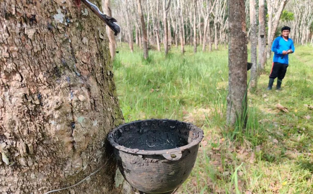 Latex being collected from tree in a black container