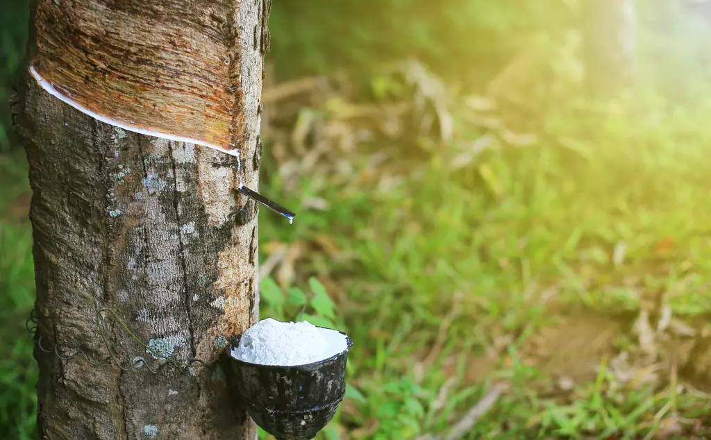Rubber tapping