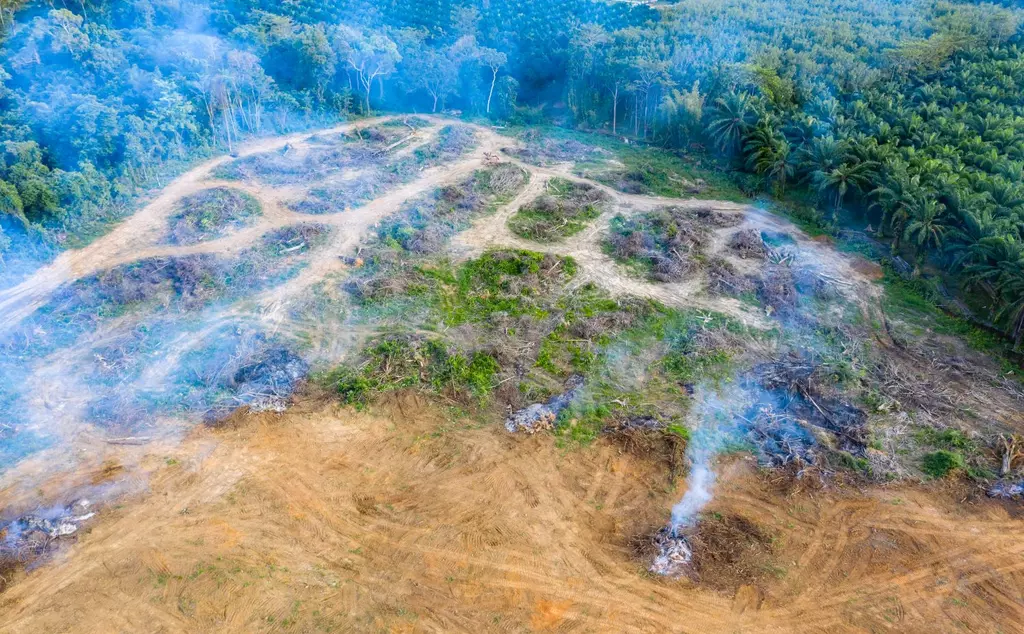 EUDR and deforestation in Indonesia