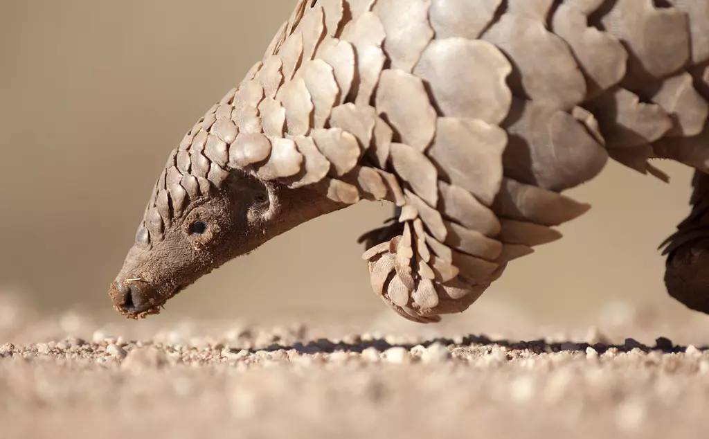 Pangolin with a muddy face searching the ground