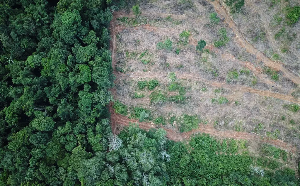 aerial image of deforested area