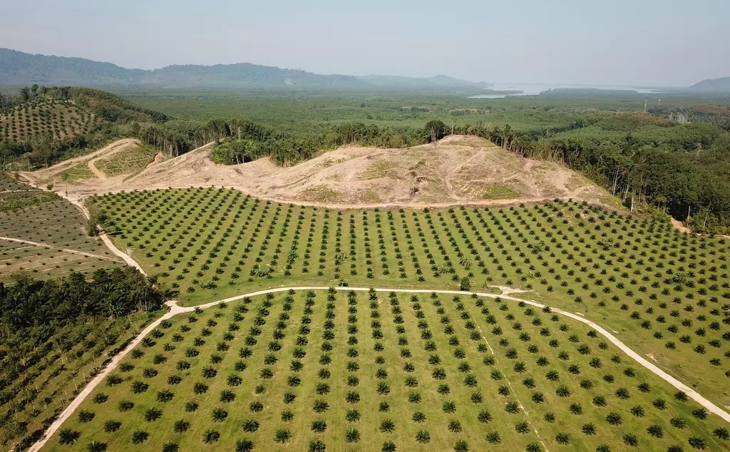 palm oil field aerial view