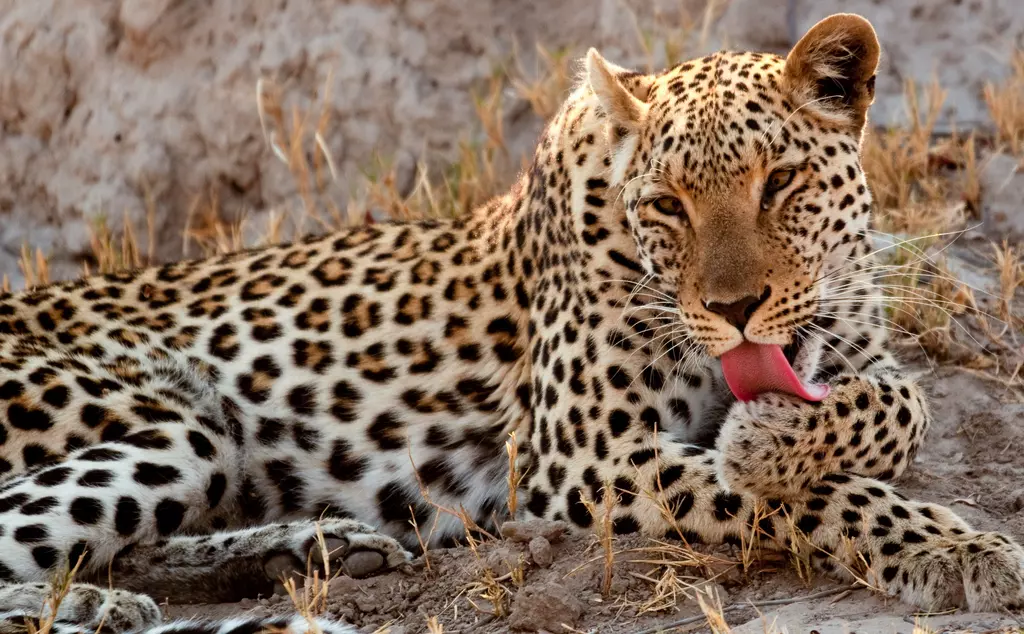 African leopard grooming in Linyanti, Botswana