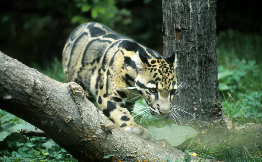 Clouded leopard walks through a forest