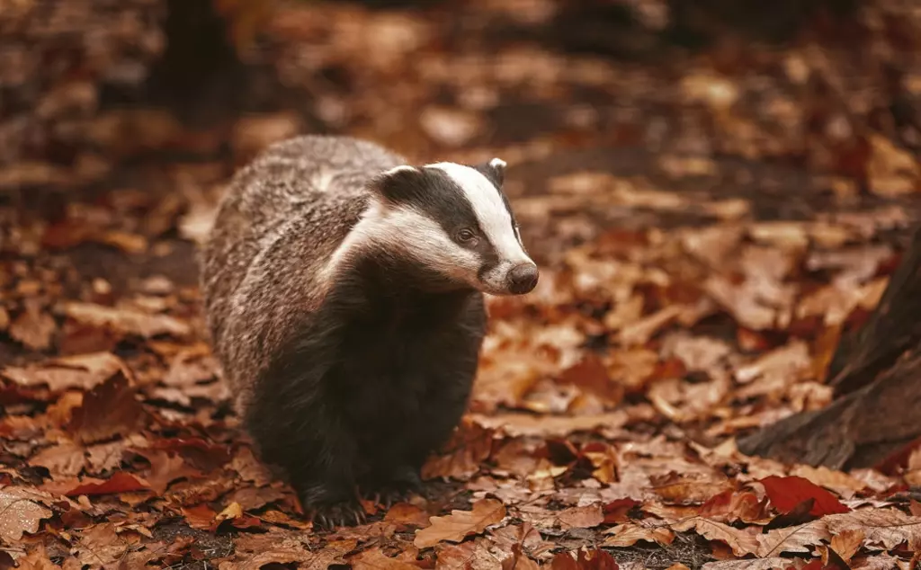 badger walking through woodland in autumn
