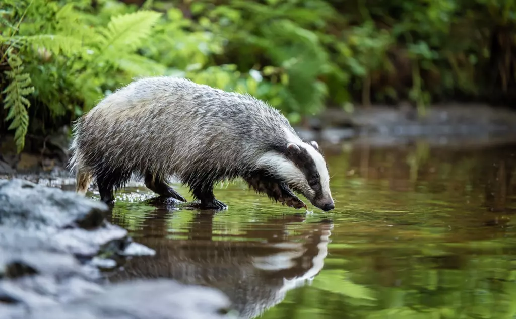 badger drinking water from a stream