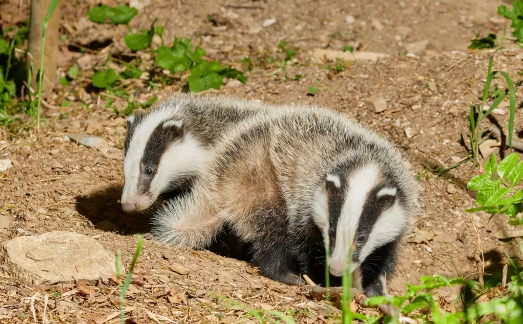 two young badgers scavenging for bugs