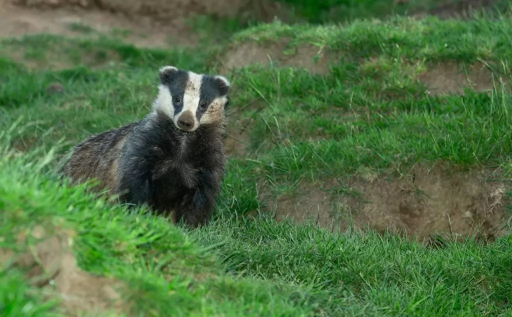 badger coming out of its set