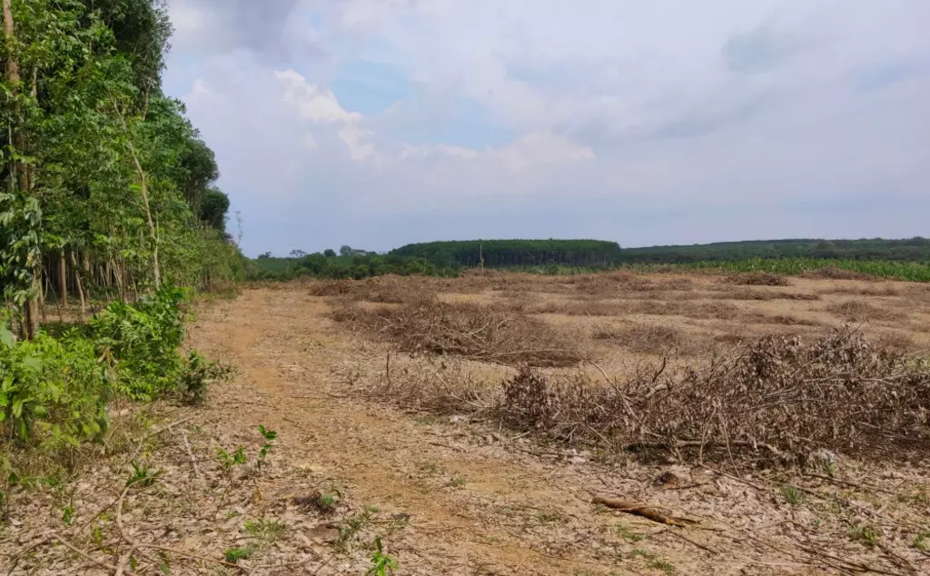 Deforestation to make way for agriculture and forestry