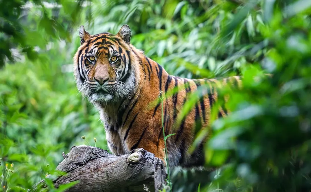 Sumatran tiger in the jungle