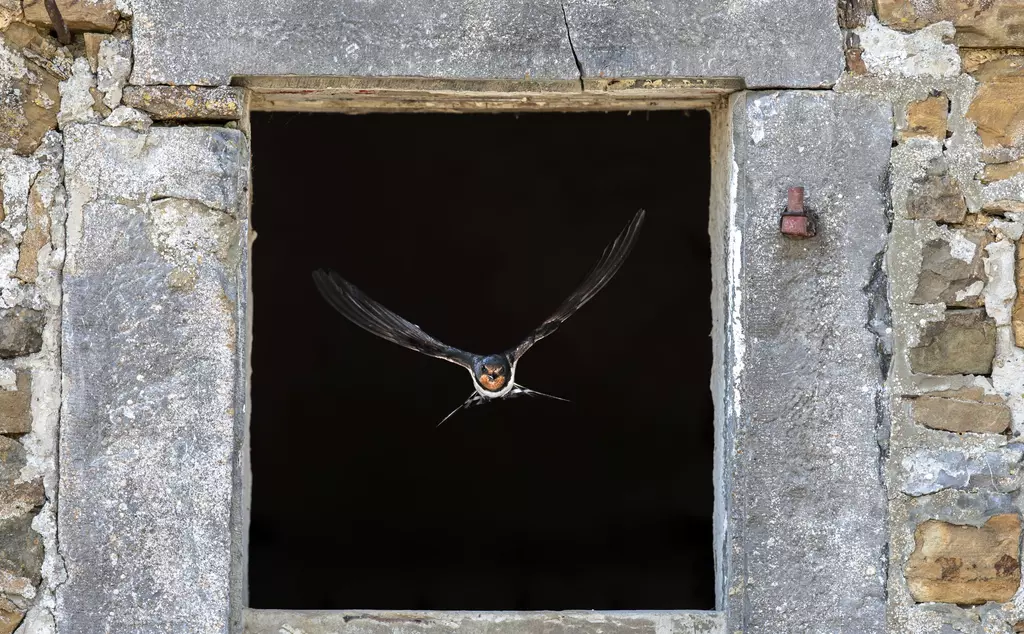 Swallow flying through barn