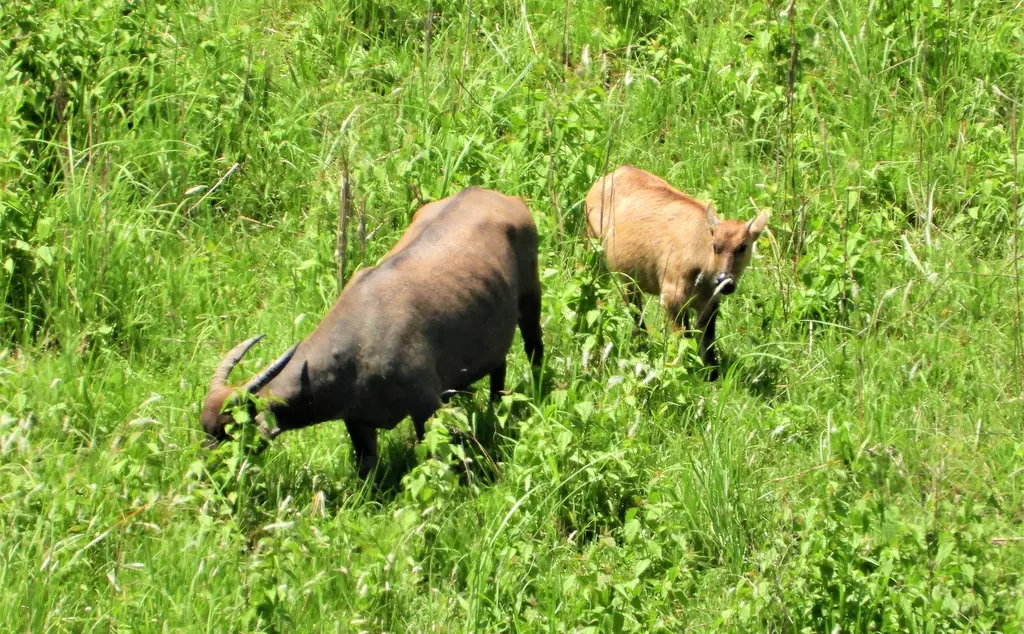 Tamaraw adult and calf in tall grass