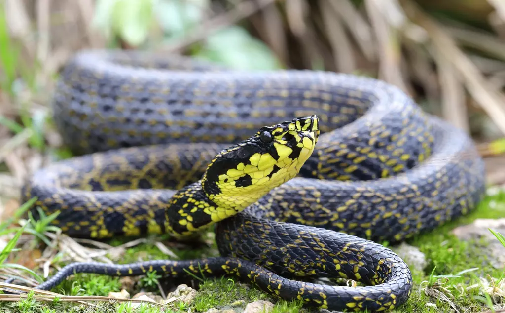 Jerdon’s pitviper, Protobothrops jerdonii