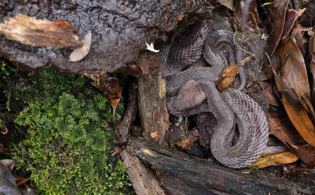 Mountain pit viper, Ovophis sp.