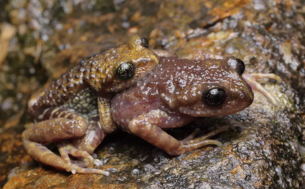 Sterling’s toothed toad, Oreolalax sterlingae