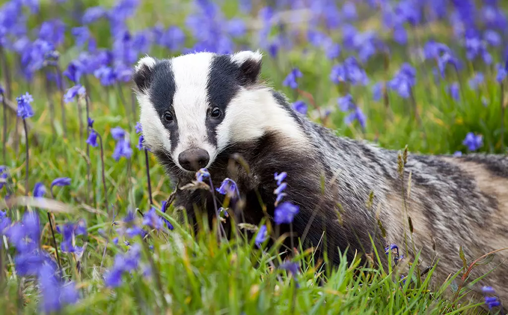 Badger in a field