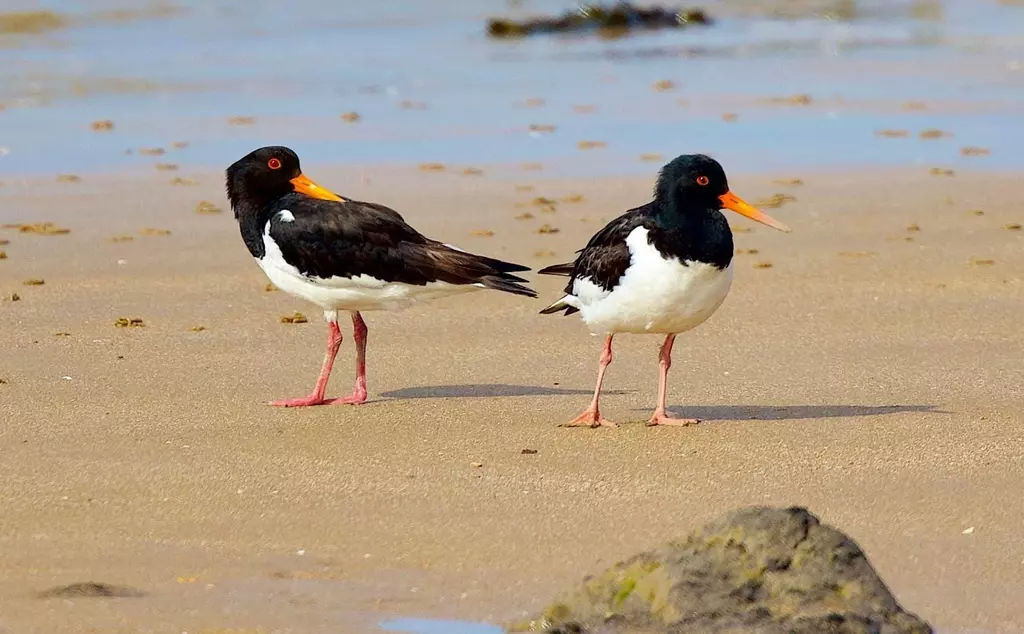 Pair of oyster catchers stand on a beach